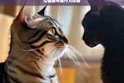 公猫舔母猫行为探秘，公猫舔母猫行为的秘密