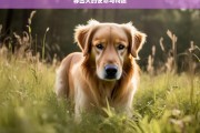 寻回犬的使命与特质，寻回犬，使命与特质探究