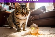 关于猫乱小便现象的探究，猫乱小便现象之探究