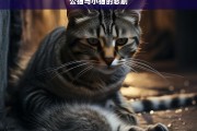 公猫与小猫的悲剧，公猫与小猫的悲剧故事