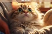 猫咪为何粘人，猫咪为何粘人