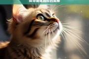 探寻猫猫蹭脸的奥秘，猫猫蹭脸的奥秘探寻