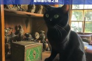 宠物猫价格之谜，宠物猫价格之谜