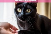 探究猫不让摸爪子的原因，猫为何不让摸爪子之探究