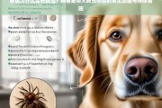 泰迪犬蜱虫感染原因及预防措施全解析