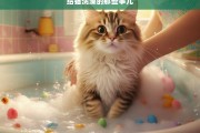 给猫洗澡的那些事儿，猫洗澡之二三事