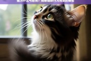 猫弓背行为背后的秘密，原因与解读