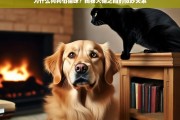 揭秘犬猫关系，为什么狗狗会怕猫咪？