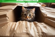 探索猫咪与纸箱的不解之缘，猫咪与纸箱的奇妙羁绊