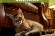 探究猫喜欢睡脚边的原因，猫为何喜欢睡在脚边