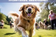 揭秘金毛犬的独特魅力，为何如此受欢迎