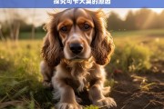 探究可卡犬臭的原因，可卡犬为何发臭？