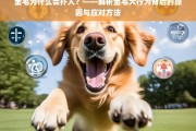 金毛犬扑人行为的原因解析与应对策略