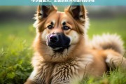 中华田园犬，忠诚的伙伴与独特的存在，中华田园犬，忠诚伙伴与独特存在