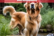 贵宾犬截尾的原因探究，贵宾犬截尾原因之析