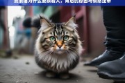 流浪猫跟随人类的原因与情感纽带解析