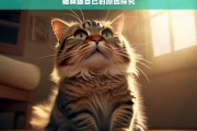 猫咪舔自己的原因探究，猫咪为何舔自己