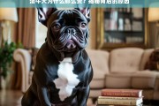 法牛犬价格高昂的背后原因揭秘