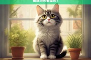 猫咪为何老是叫？，猫咪老是叫的原因