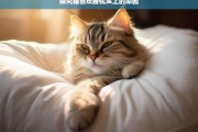 探究猫喜欢睡枕头上的原因，猫为何喜欢睡在枕头上