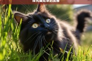 探究猫吃草的奥秘，猫吃草的奥秘探究