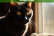 探究猫鼻子的奥秘，猫鼻子的奥秘探究