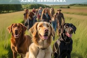 犬之相伴，探索养狗的多元意义，犬之相伴，养狗的多元意义探寻