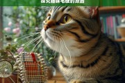 探究猫咪毛硬的原因，猫咪毛硬原因探究