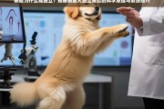 泰迪犬站立之谜，科学原理与训练技巧全解析