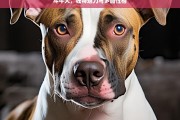 斗牛犬，独特魅力与多面性格，斗牛犬的独特魅力与性格