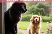 猫狗之间的复杂关系，为什么猫怕狗？