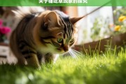 关于猫吃草现象的探究，猫吃草现象之探究