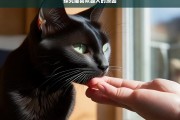 探究猫喜欢舔人的原因，猫为何喜欢舔人