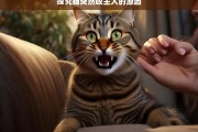 探究猫突然咬主人的原因，猫突然咬主人原因探究