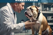 探究英国斗牛犬臭的原因，英国斗牛犬发臭原因探究