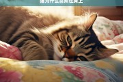 猫为什么喜欢在床上，猫喜欢在床上的原因