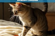 探究猫在被子上撒尿的原因，猫在被子上撒尿原因探究