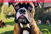 探究拳师犬少人养的原因，拳师犬少人养的背后原因探究