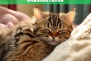 探究猫喜欢挨着人睡的奥秘，猫喜欢挨着人睡的原因探究