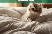 猫踩被子行为揭秘，猫为何踩被子