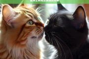 猫咪之间相互舔舐的奥秘，猫咪相互舔舐之奥秘探究