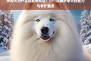 萨摩犬的魅力与养护要点，揭秘其受欢迎的原因