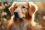 金毛犬的温柔密码，金毛犬，解读其温柔密码