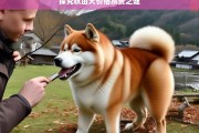 探究秋田犬价格昂贵之谜，秋田犬价格昂贵的原因探究