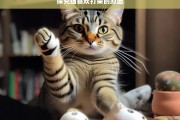 探究猫喜欢打架的原因，猫喜欢打架的原因探究