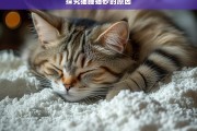 探究猫睡猫砂的原因，猫为何睡在猫砂里