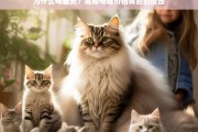 揭秘母猫价格背后的原因，为什么母猫更贵？