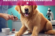 泰迪犬呕吐原因解析及应对措施