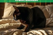 关于猫在床上撒尿的深度探究，猫在床上撒尿现象的深度剖析