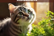 探究猫与猫薄荷的奇妙关系，猫与猫薄荷的奇妙关联探究